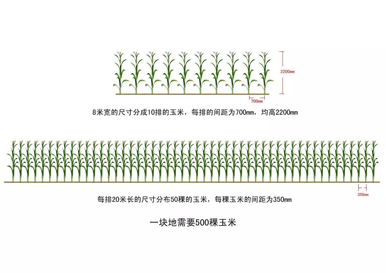 玉米皮手工编织