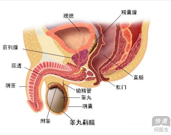 前列腺病自我按摩图解/作者:陈立刘明军