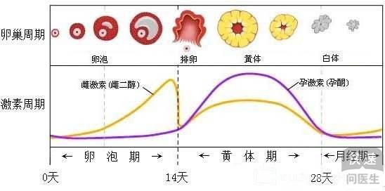 为什么会输卵管性不孕